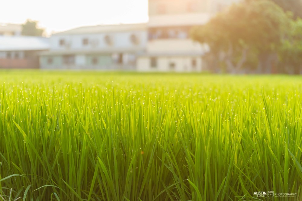 austinseafrog/海蛙攝影/婚禮婚攝海蛙/婚禮紀錄/拍婚禮/The Lin/林酒店